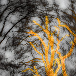 Baumgold I (aus der Serie BAUM.GOLD), 2017

Pigmentprint auf Alu-Dibond, 40 x 40 cm
Unikat (1/1), rückseitig signiert und beschriftet

Ausrufpreis: 350,-